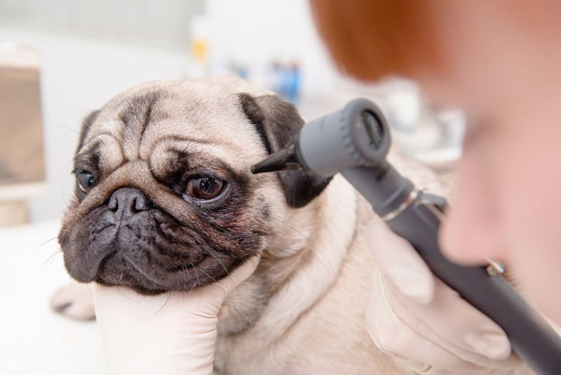 Veterinary internal medicine at Indy's Place Pet Hospital